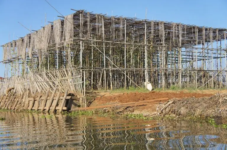 A Guide to Bamboo Scaffolding What It is, Usage, Strength & More Scaffold Pole