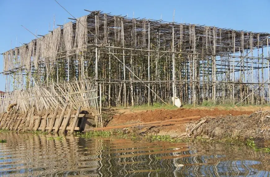 Bamboo Scaffolding